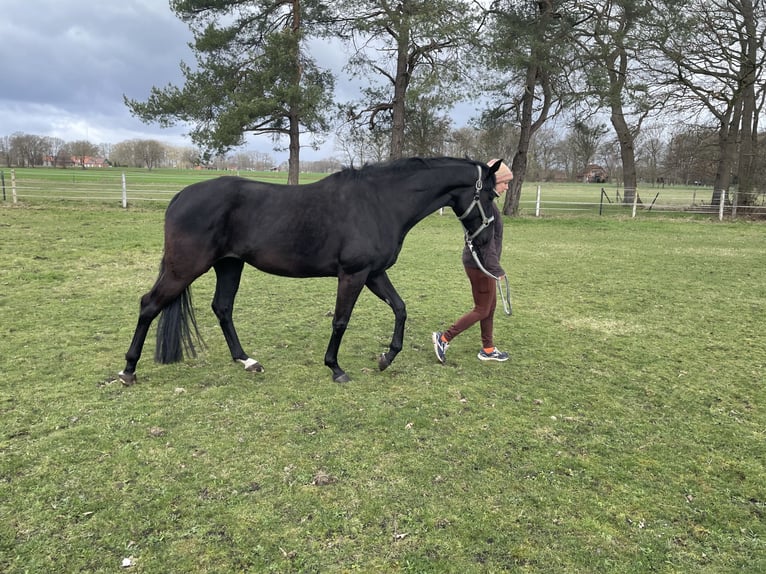 Oldenburg Mare 5 years 16,1 hh Black in Raddestorf