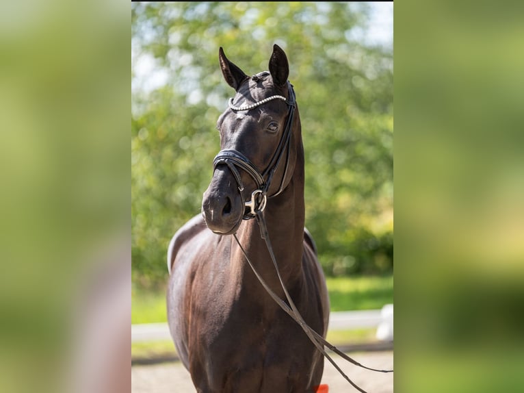 Oldenburg Mare 5 years 16,1 hh Black in Diepholz