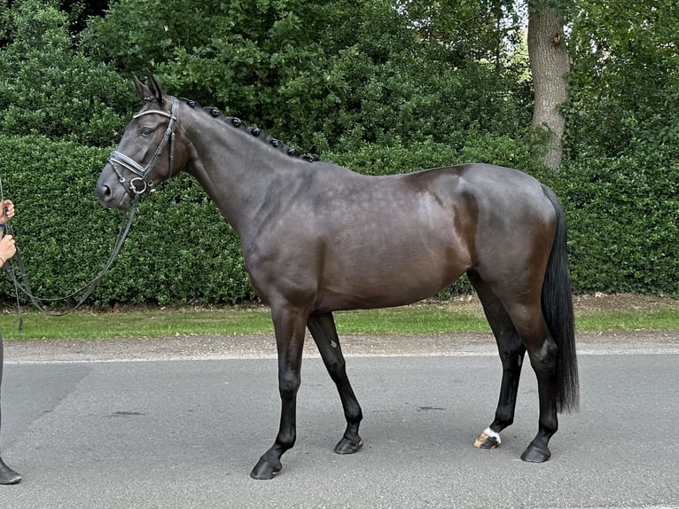 Oldenburg Mare 5 years 16,1 hh Black in Löningen