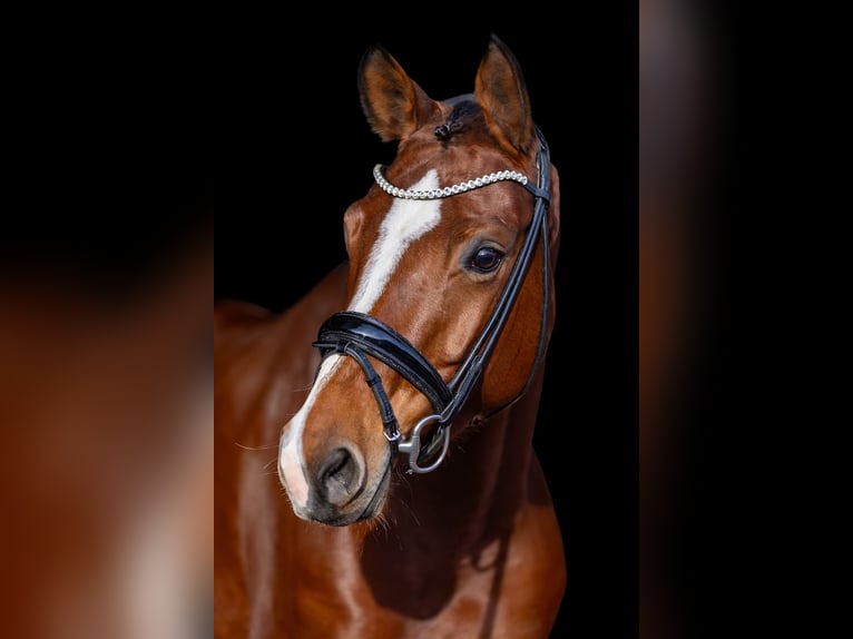 Oldenburg Mare 5 years 16,1 hh Brown in Rosenheim