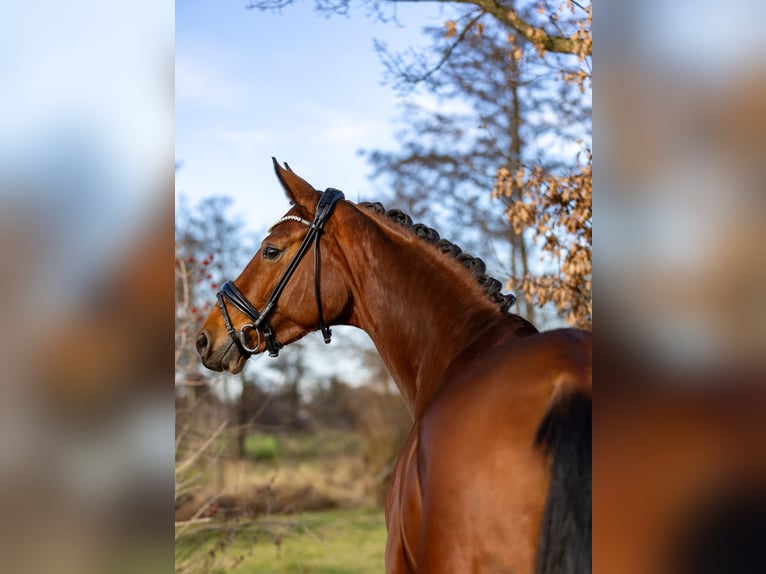 Oldenburg Mare 5 years 16,1 hh Brown in Rosenheim