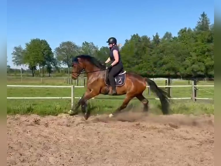 Oldenburg Mare 5 years 16,1 hh Brown in Nordhorn