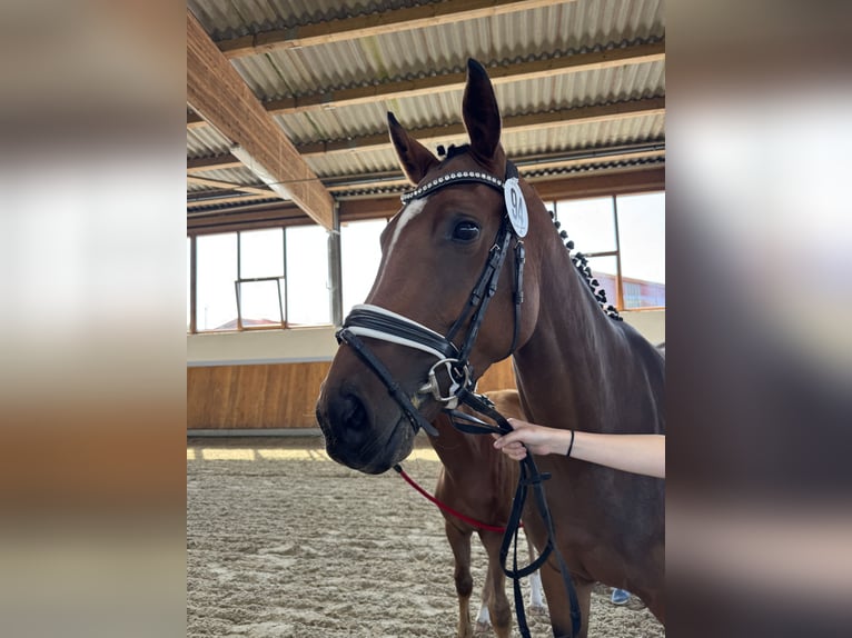 Oldenburg Mare 5 years 16,1 hh Brown in Nordhorn