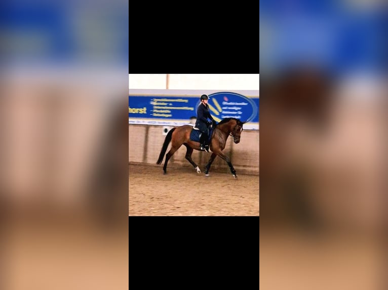 Oldenburg Mare 5 years 16,1 hh Brown in Nordhorn