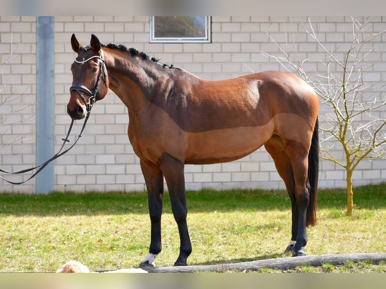 Oldenburg Mare 5 years 16,1 hh Brown in Schünow/ Zossen