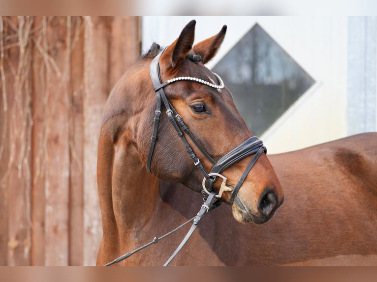 Oldenburg Mare 5 years 16,1 hh Brown in Schünow/ Zossen