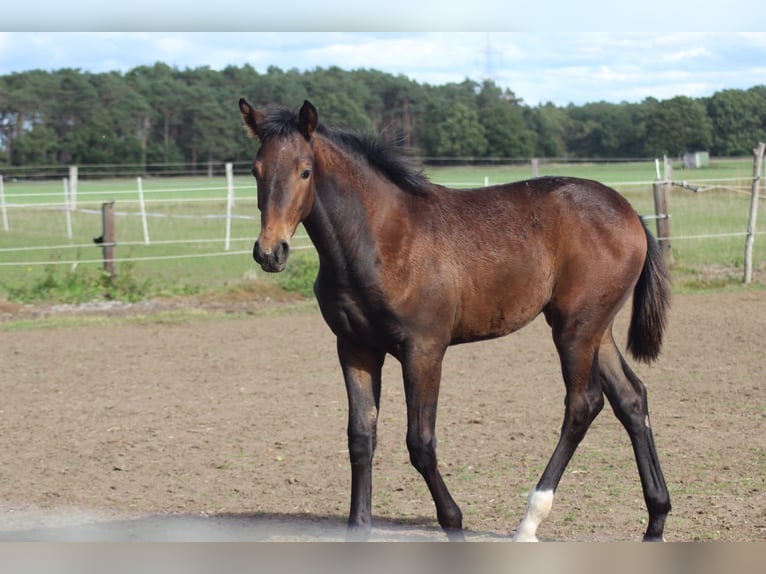 Oldenburg Mare 5 years 16,1 hh Brown in Papenburg