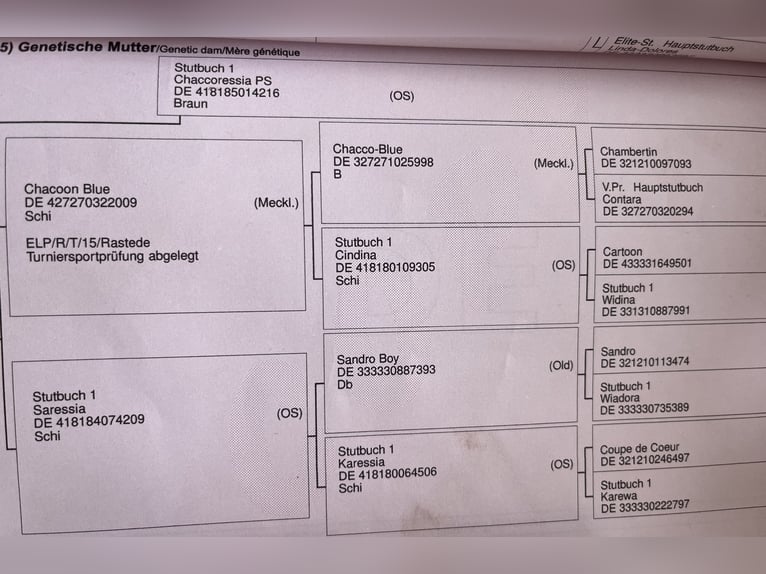 Oldenburg Mare 5 years 16,1 hh Brown in Edewecht