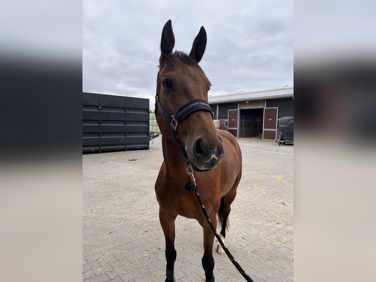 Oldenburg Mare 5 years 16,1 hh Brown in Edewecht