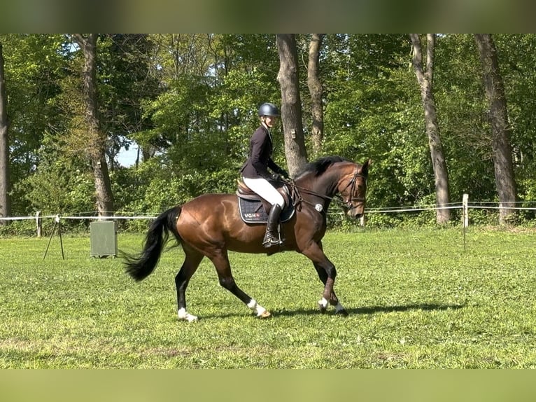 Oldenburg Mare 5 years 16,1 hh Brown in Hoya