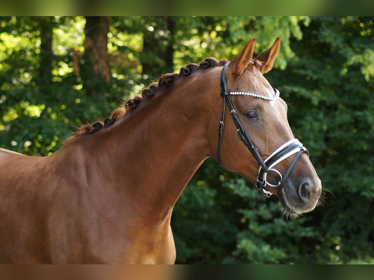 Oldenburg Mare 5 years 16,1 hh Chestnut in Gleichen