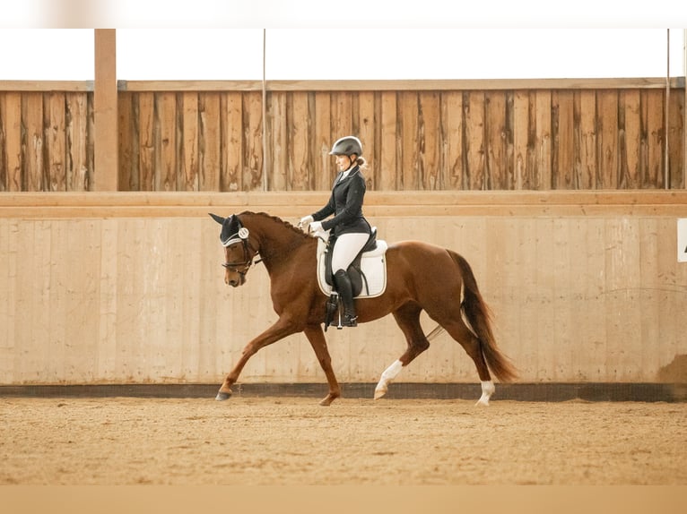 Oldenburg Mare 5 years 16,1 hh Chestnut-Red in Cham