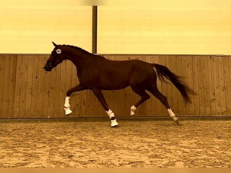 Oldenburg Mare 5 years 16,1 hh Chestnut-Red in Cham