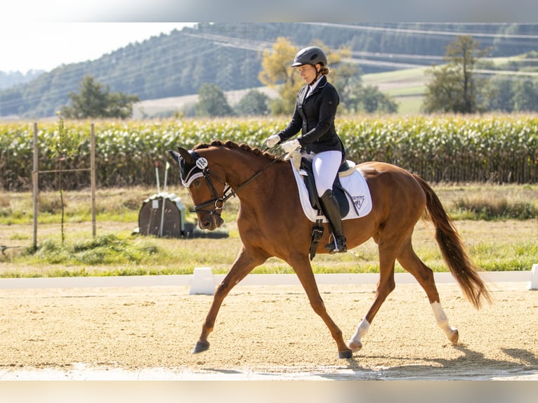 Oldenburg Mare 5 years 16,1 hh Chestnut-Red in Cham