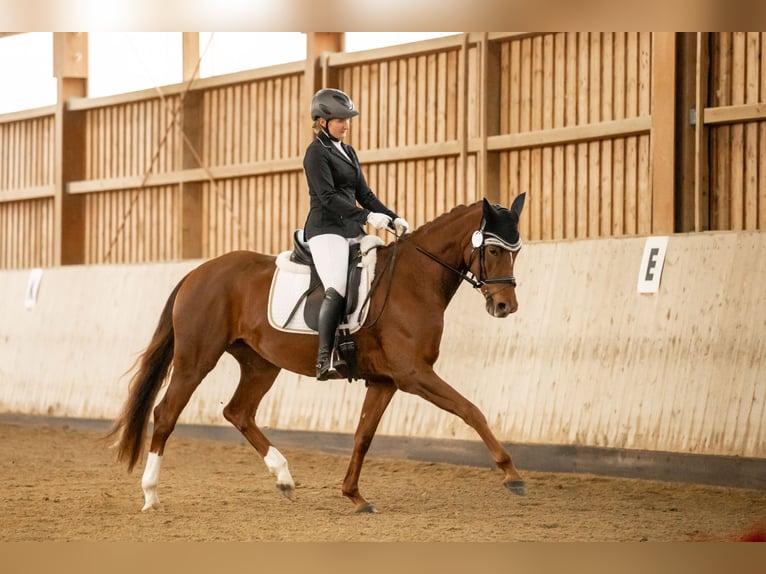 Oldenburg Mare 5 years 16,1 hh Chestnut-Red in Cham