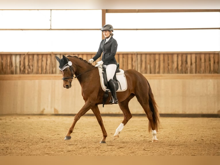 Oldenburg Mare 5 years 16,1 hh Chestnut-Red in Cham