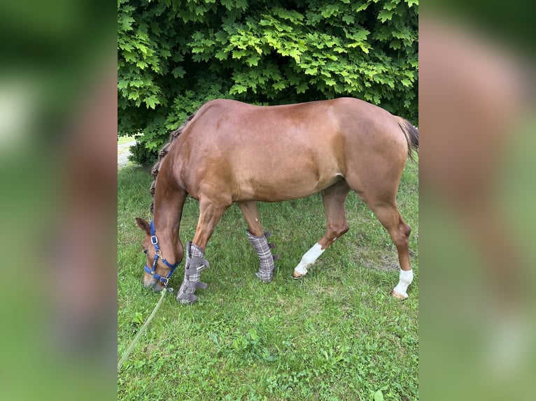 Oldenburg Mare 5 years 16,1 hh Chestnut-Red in Cham