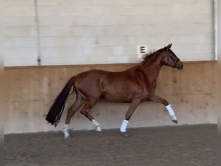 Oldenburg Mare 5 years 16,1 hh Chestnut-Red in Michaelisbruch