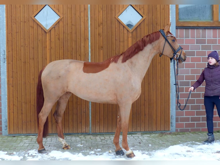 Oldenburg Mare 5 years 16,1 hh Chestnut-Red in Drantum