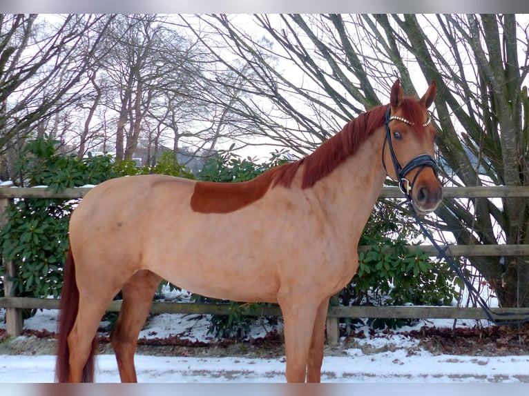 Oldenburg Mare 5 years 16,1 hh Chestnut-Red in Drantum