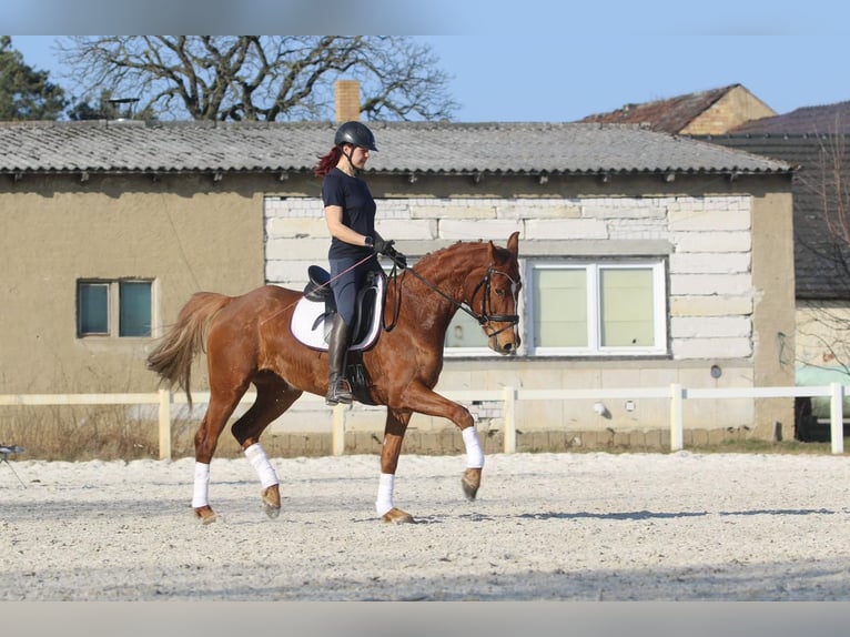 Oldenburg Mare 5 years 16,1 hh Chestnut-Red in Kolkwitz