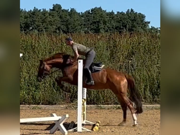 Oldenburg Mare 5 years 16,1 hh Chestnut-Red in Michaelisbruch