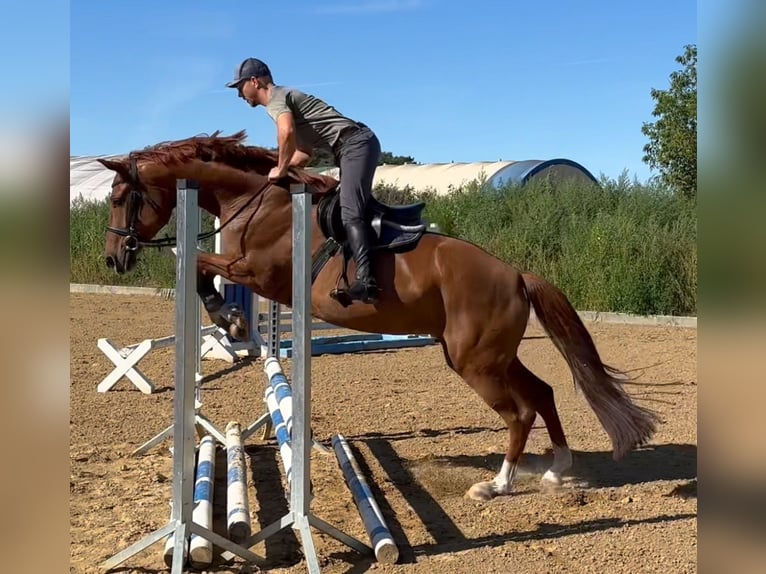 Oldenburg Mare 5 years 16,1 hh Chestnut-Red in Michaelisbruch