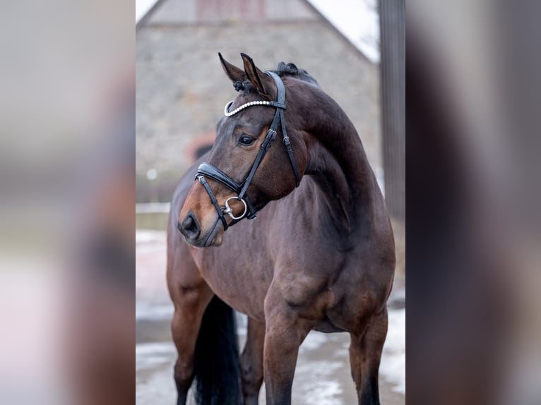 Oldenburg Mare 5 years 16,1 hh in Bramsche