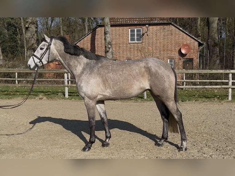 Oldenburg Mare 5 years 16,1 hh Grey in Hoya