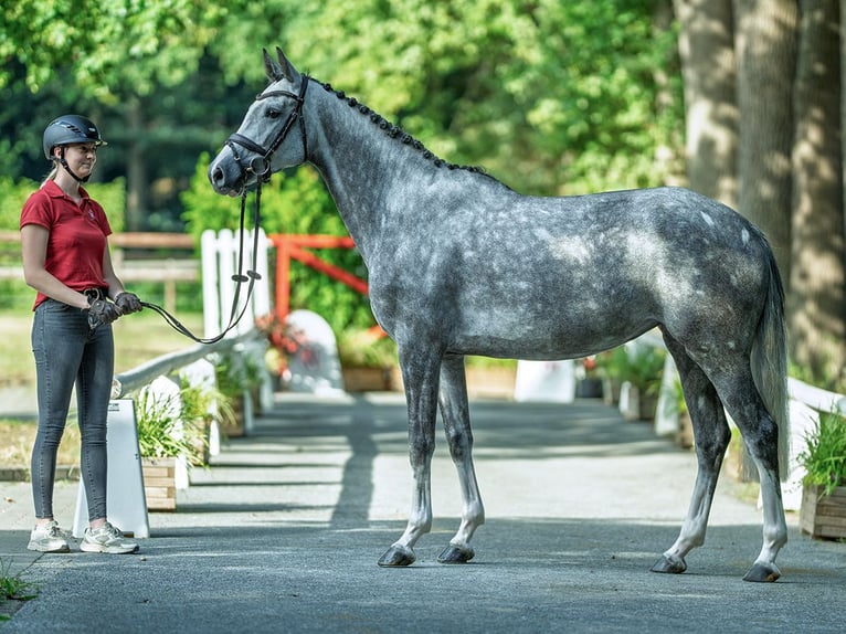 Oldenburg Mare 5 years 16,1 hh Grey in M&#xFC;nster-Handorf