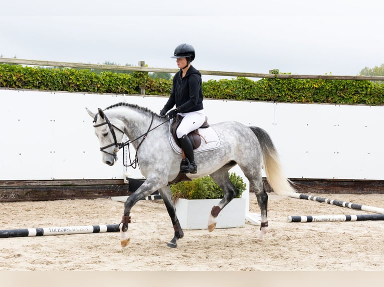Oldenburg Mare 5 years 16,1 hh Grey in Waddinxveen Oldenburg Mare 5 years 16,1 hh Grey in Waddinxveen