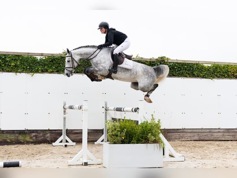 Oldenburg Mare 5 years 16,1 hh Grey in Waddinxveen Oldenburg Mare 5 years 16,1 hh Grey in Waddinxveen
