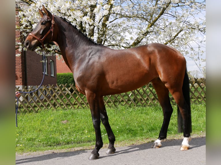 Oldenburg Mare 5 years 16,2 hh Bay-Dark in Dorsten