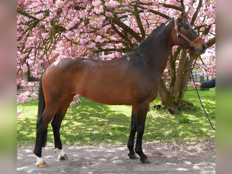 Oldenburg Mare 5 years 16,2 hh Bay-Dark in Dorsten