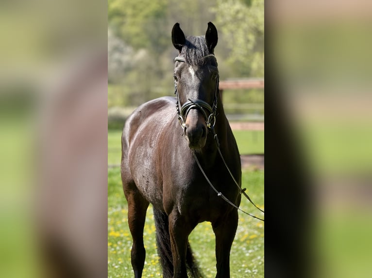 Oldenburg Mare 5 years 16,2 hh Bay-Dark in Schenklengsfeld