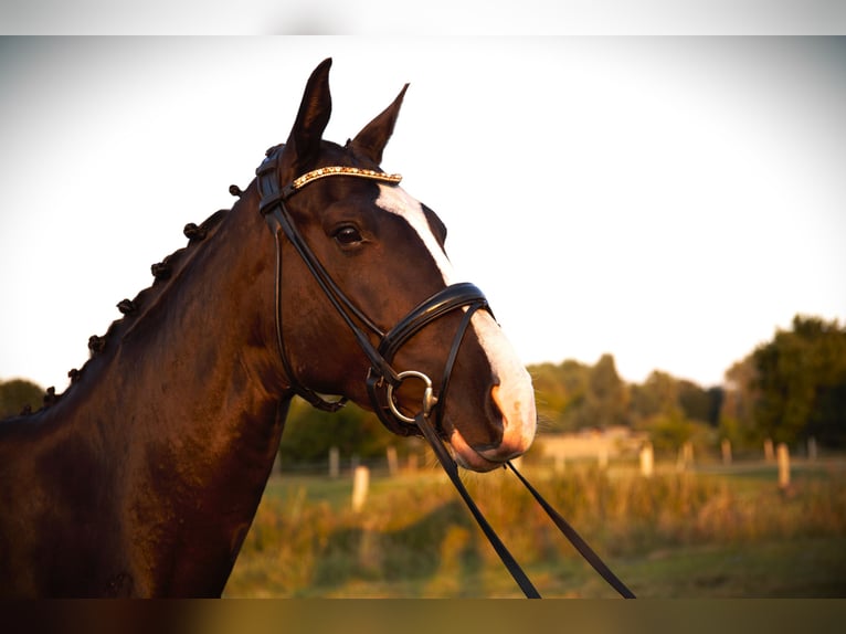 Oldenburg Mare 5 years 16,2 hh Black in Rostock