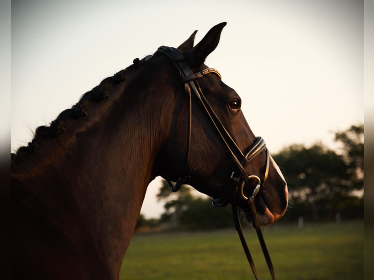 Oldenburg Mare 5 years 16,2 hh Black in Rostock