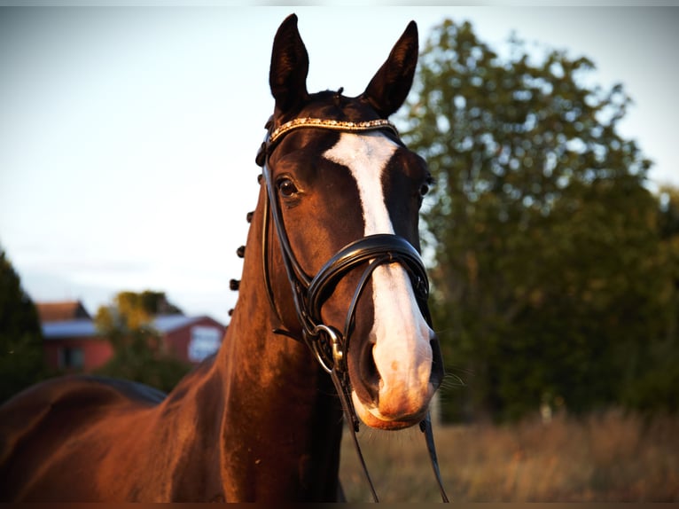 Oldenburg Mare 5 years 16,2 hh Black in Rostock