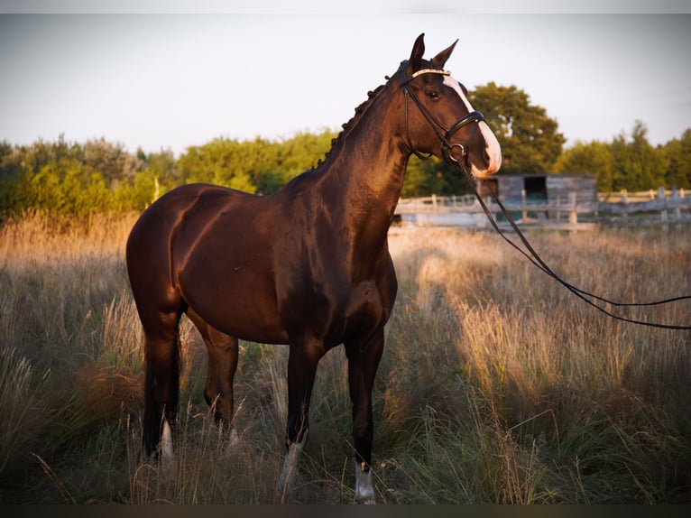 Oldenburg Mare 5 years 16,2 hh Black in Rostock