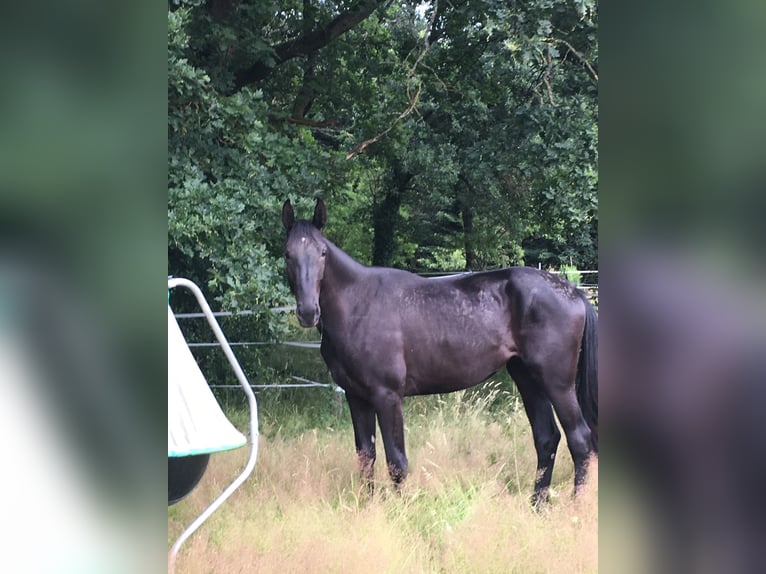 Oldenburg Mare 5 years 16,2 hh Black in Bremerhaven Oldenburg Mare 5 years 16,2 hh Black in Bremerhaven