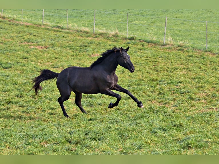 Oldenburg Mare 5 years 16,2 hh Black in Schwaigern