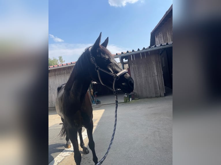 Oldenburg Mare 5 years 16,2 hh Black in Schwaigern