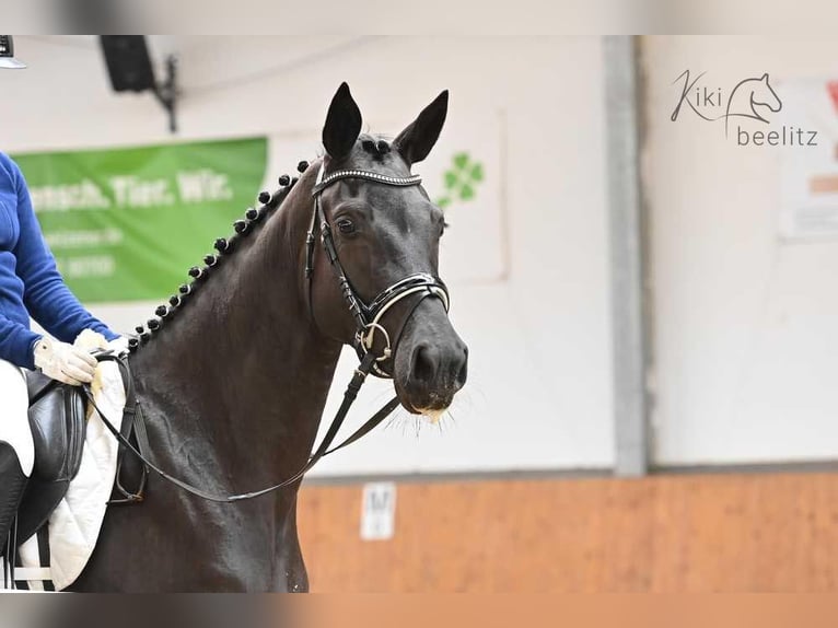 Oldenburg Mare 5 years 16,2 hh Black in Suhlendorf