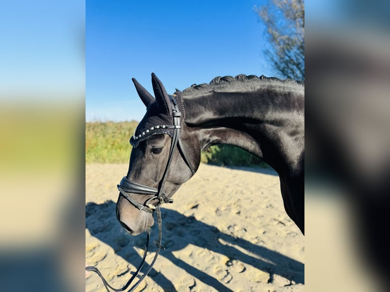 Oldenburg Mare 5 years 16,2 hh Black in Wangerland Hohenkirchen