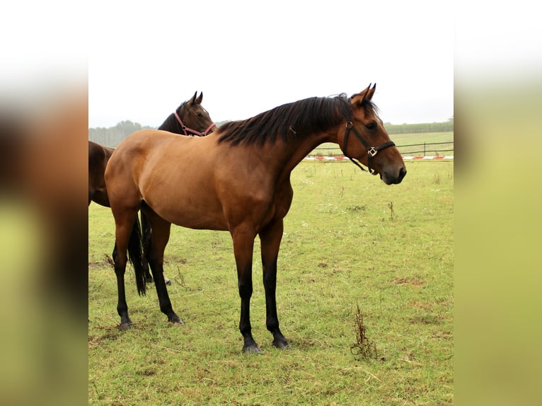 Oldenburg Mare 5 years 16,2 hh Brown in Lastrup