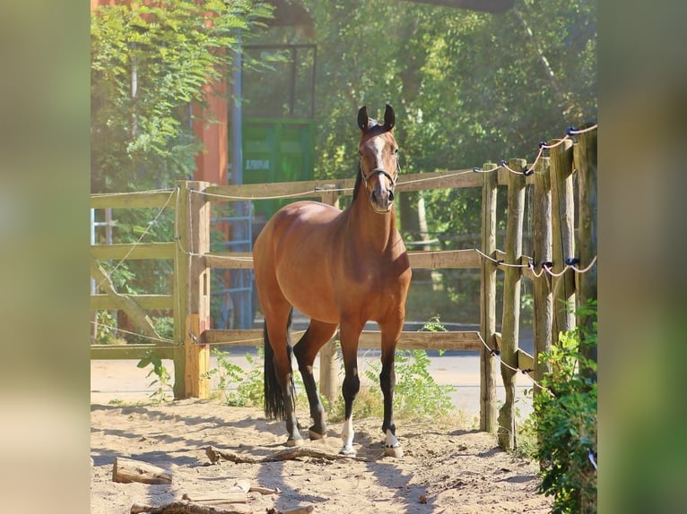 Oldenburg Mare 5 years 16,2 hh Brown in Telgte