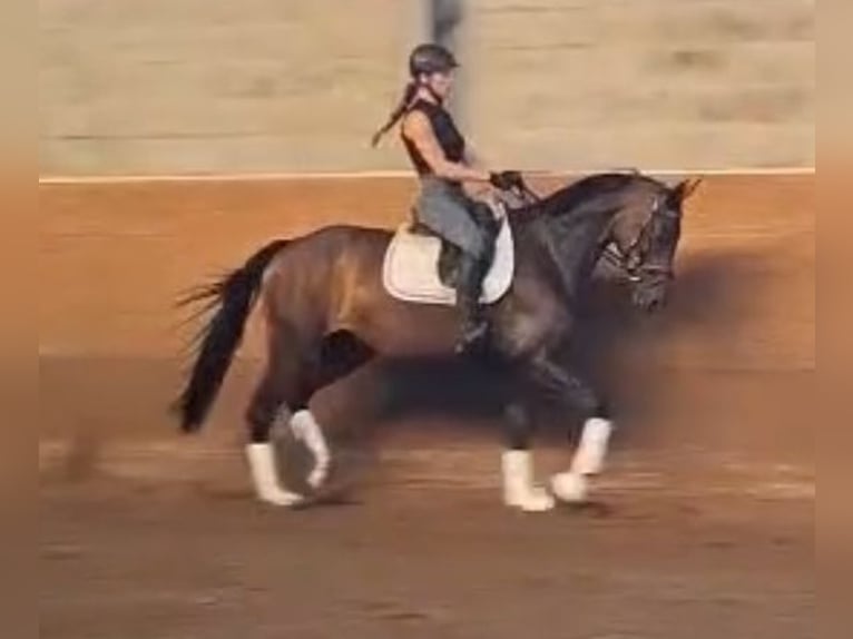 Oldenburg Mare 5 years 16,2 hh Brown in Ludwigslust