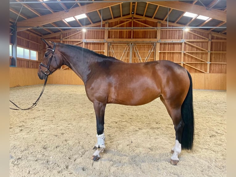 Oldenburg Mare 5 years 16,2 hh Brown in Heimiswil