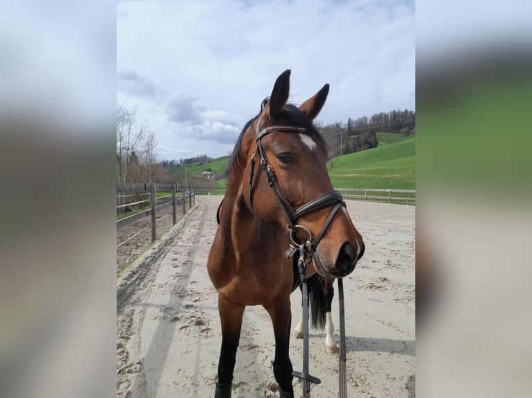 Oldenburg Mare 5 years 16,2 hh Brown in Heimiswil