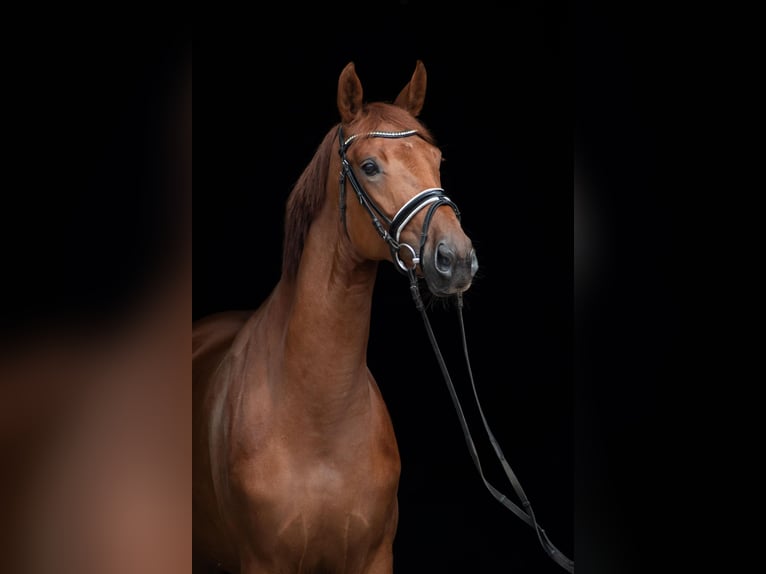 Oldenburg Mare 5 years 16,2 hh Chestnut-Red in Herbstein
